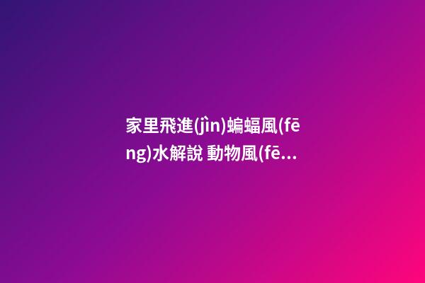 家里飛進(jìn)蝙蝠風(fēng)水解說 動物風(fēng)水